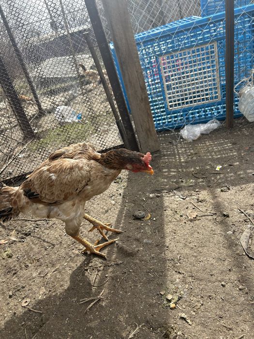 Даканка шолпан тулячка