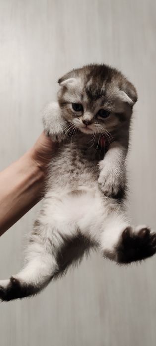 Котята Шотланская вислоухая