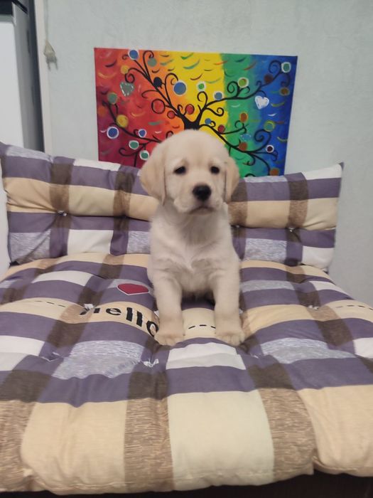 Щенки лабрадорчики