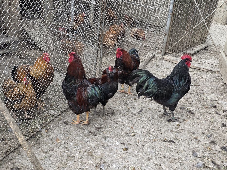 Găini și cocoși de rasă Wyandotte roșu negru