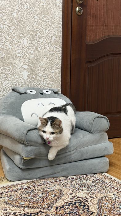 Отдам стирилизованную кошечку