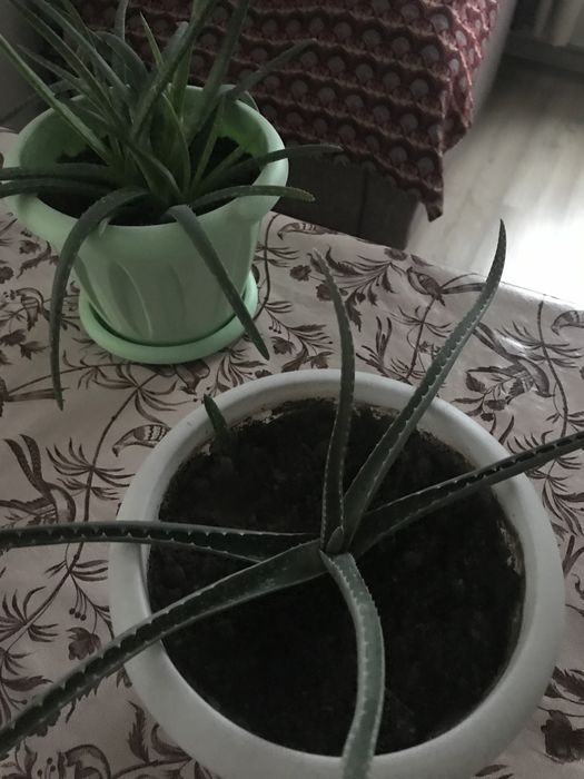 Лечебное растение. Алоэ