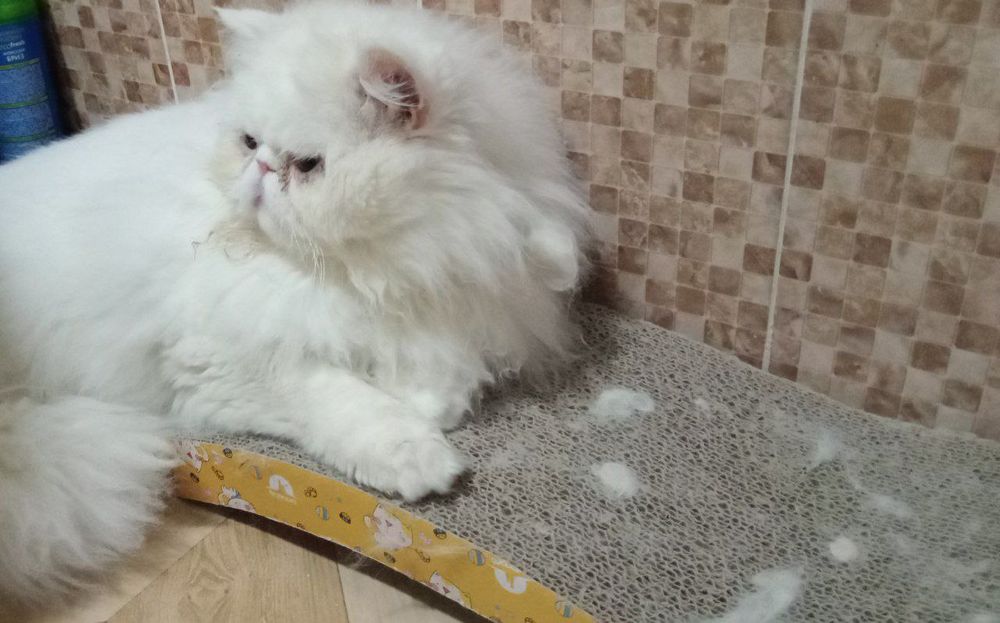 Вязка персидские кот