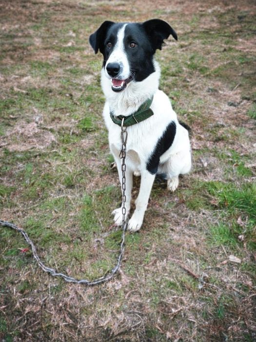 Собака помесь с алабаем ищет дом!