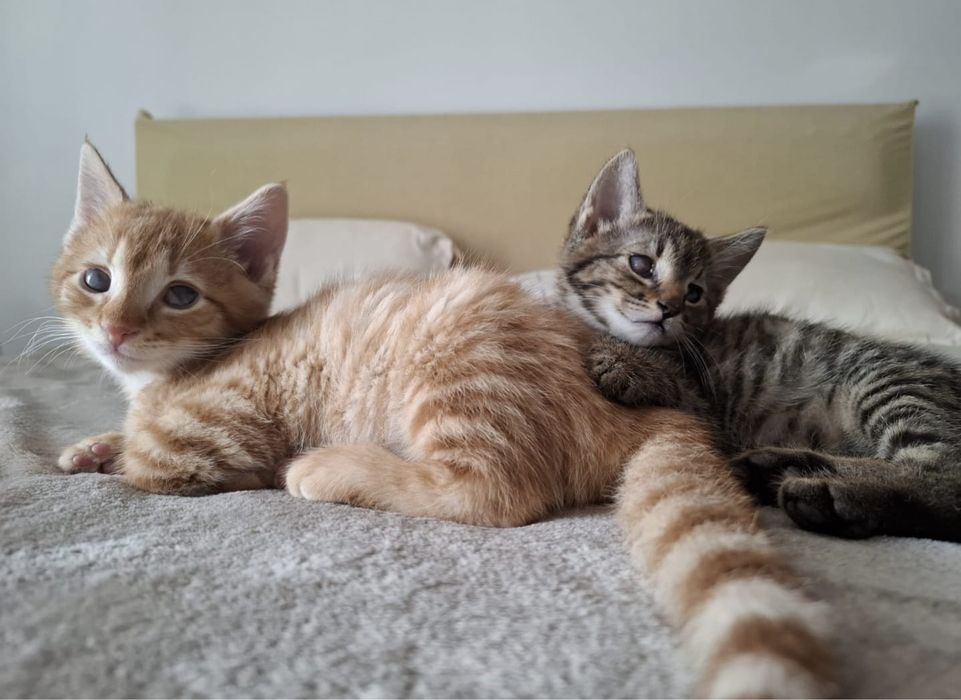 Adoptie pisoiasi