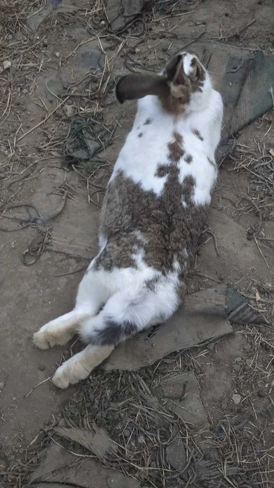 Зайци кръстоска с великан