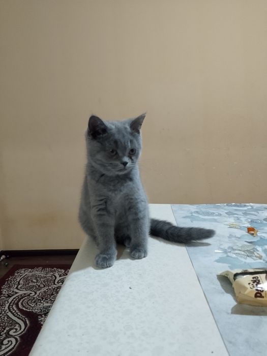 Zotdor mushukcha sotiladi