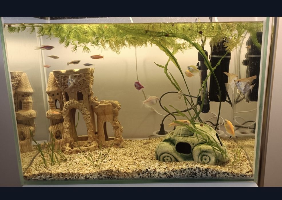 Аквариум 60 литров