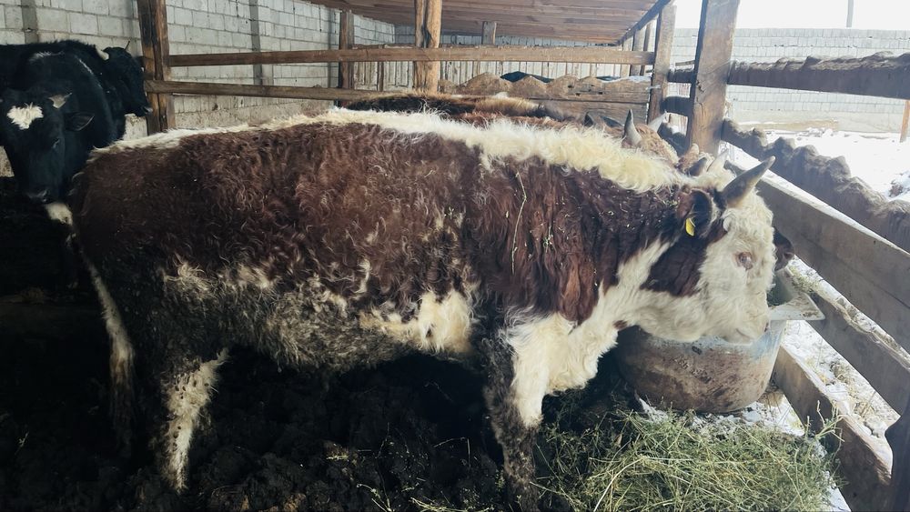 1.5-2 жасар бұқалар