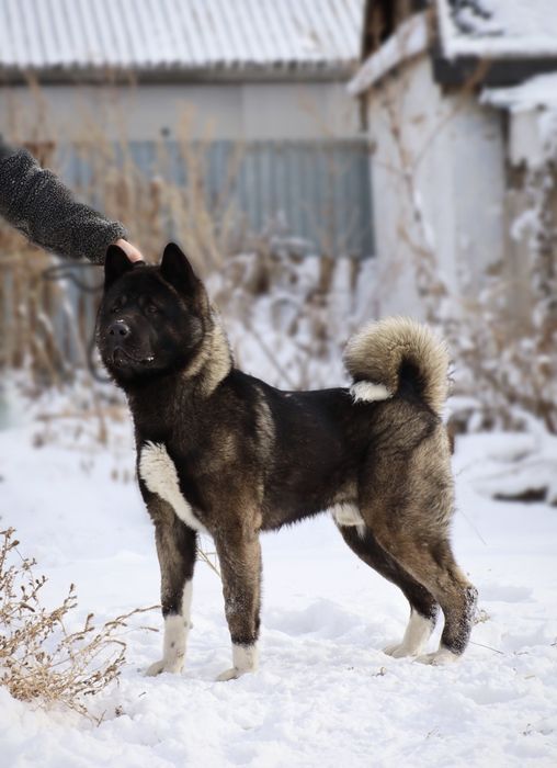 Питомник предлагает кобелей для Вязки