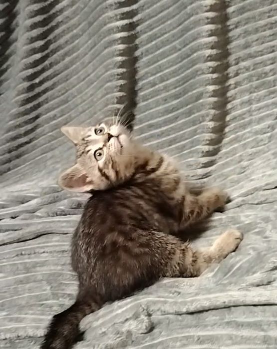 Мальчик. Скоттиш страйт.