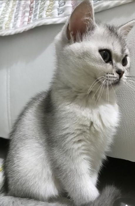British shorthair chichilla cu pedigree
