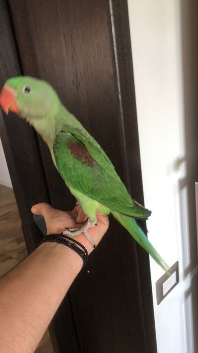 Puiut deosebit de bland papagal Marele Alexandru Alexander