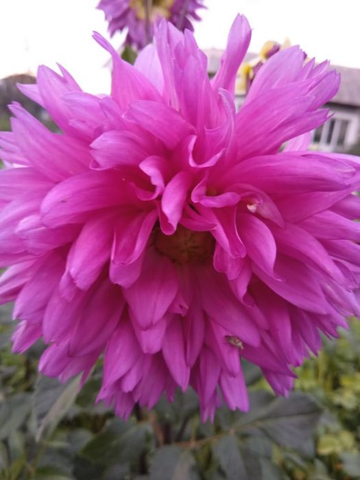 Продам рассаду Георгины