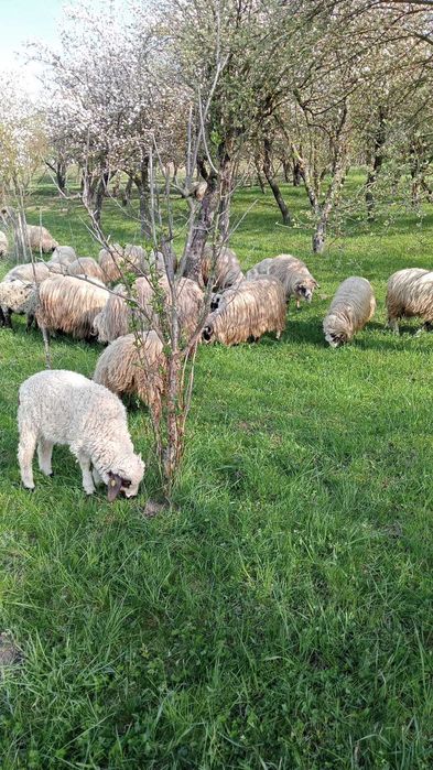 Vând oi cu miei pe alesu