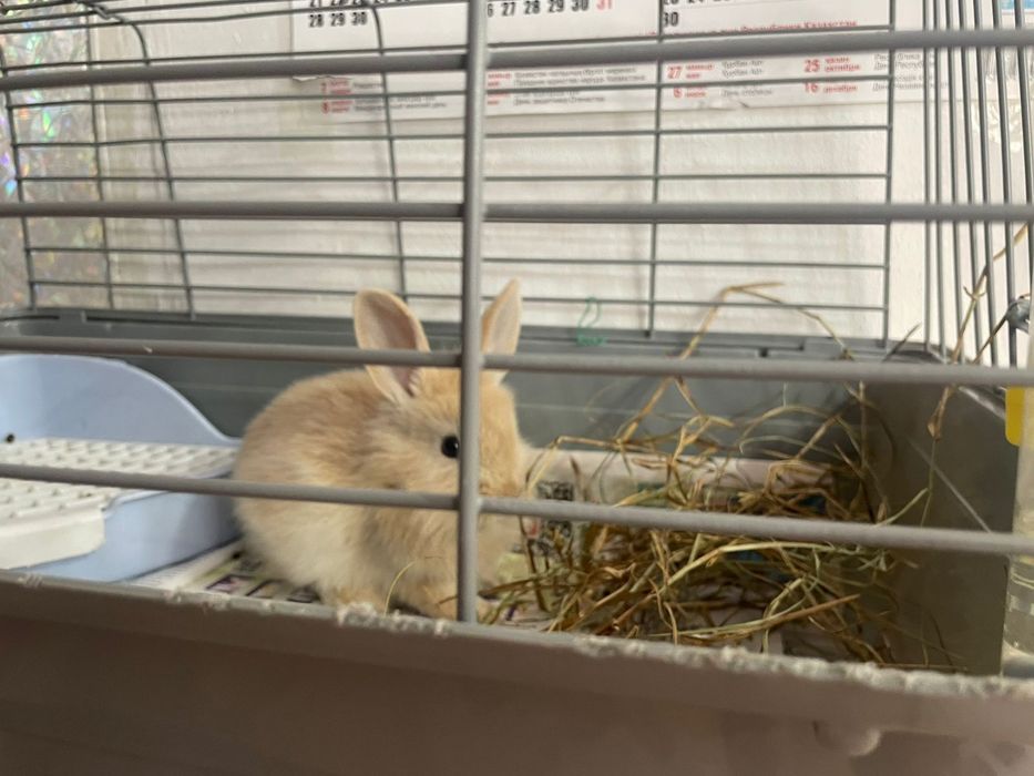 Кролик декоративный