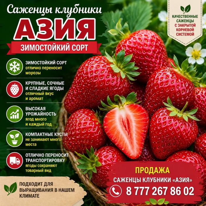 Продам Клубнику Азия