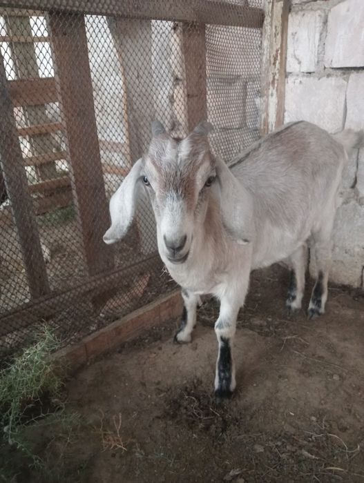 Альпи + Нуби  Ешкі Лақ Теке