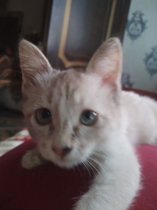 Кошечка и котик 3  месяца