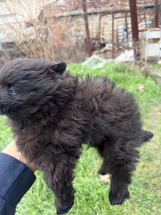 Шпиц-померан Черни