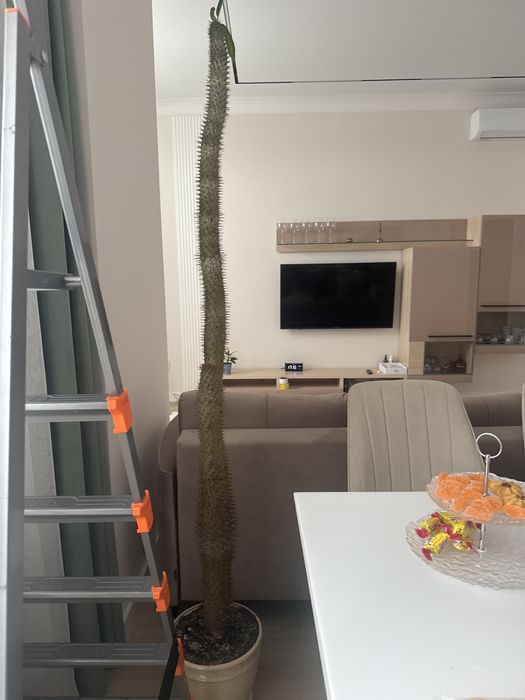 Продам растение Пахиподиум