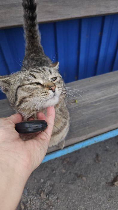 Отдам котёнка  6 месяцев