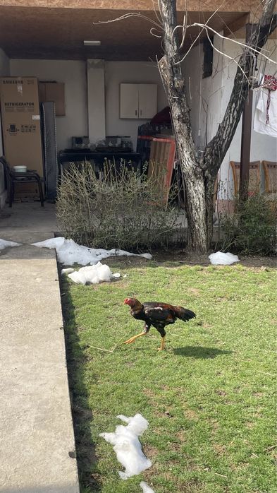 Дакан 5 жарым айлық күздік