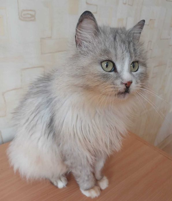 Молодой пушистый котик