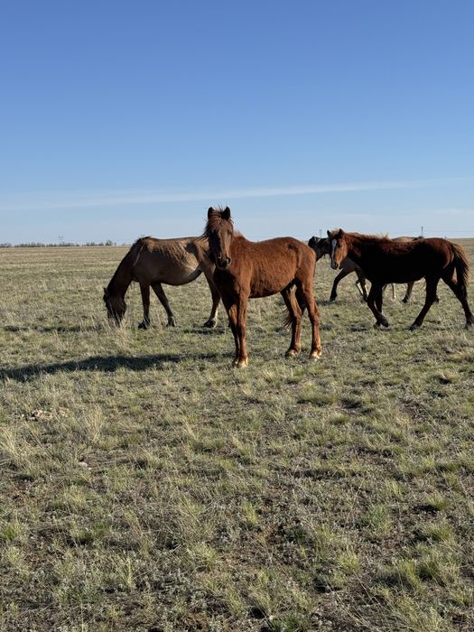 Продам кобыл(байтал)2-х годовалые