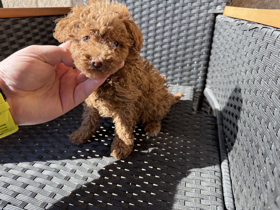 Мини пудели актулано от 19.2.2026