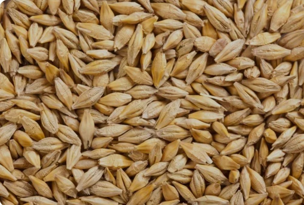 Продам ячмень 560тон от производителя, россипю, или в мешках под заказ