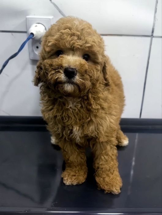 Девочка, той пудель