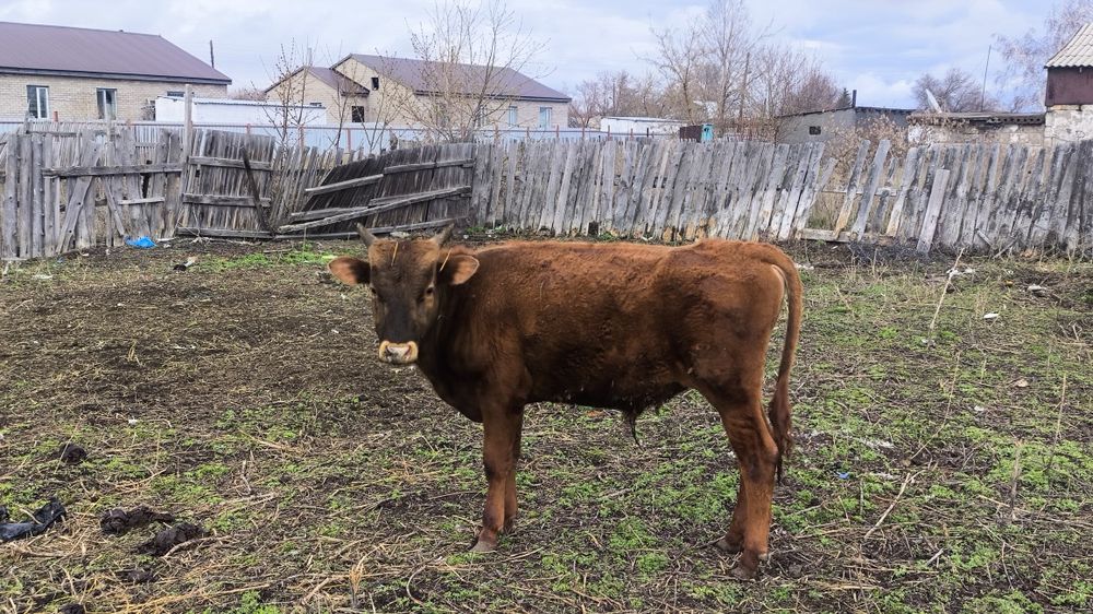 Продаётся бык. Годовалый