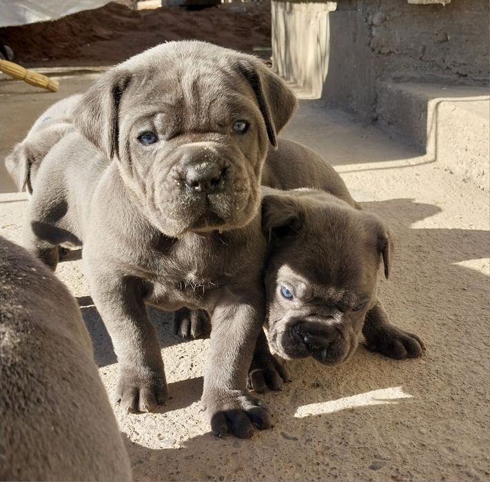 Щенки кане корсо