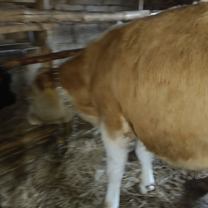 Бык симментальской породы