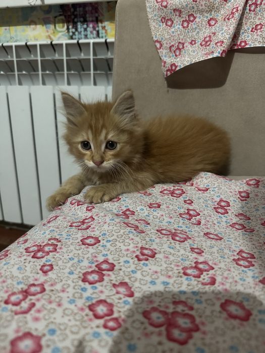 котёнок, отдаем малыша в добрые руки