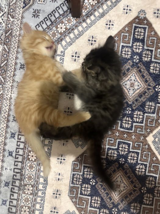 Дружилюбные котята