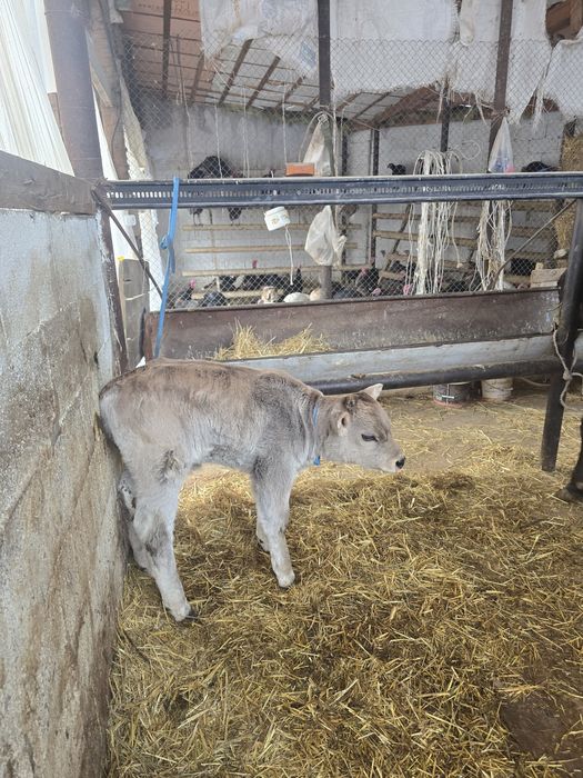 Бұзаулы сиыр сатылады