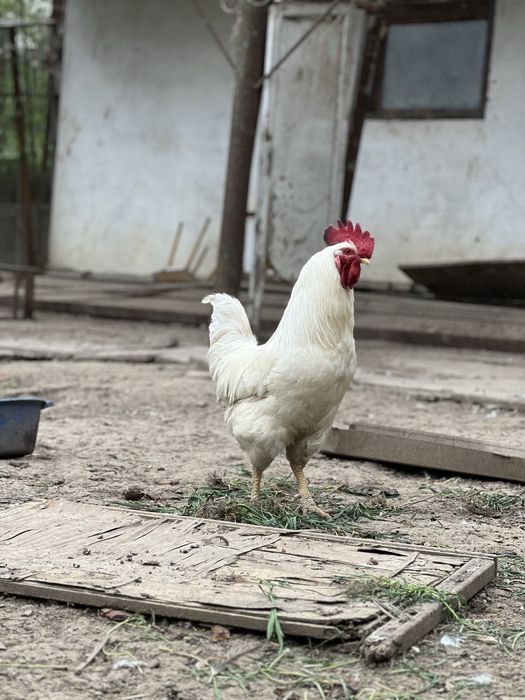 Петухи молодые домашние
