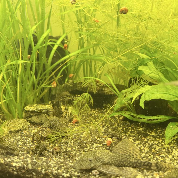 Pestisori acvariu