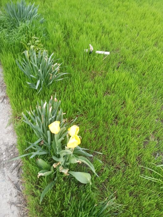 Аренда дача Кайнар булак