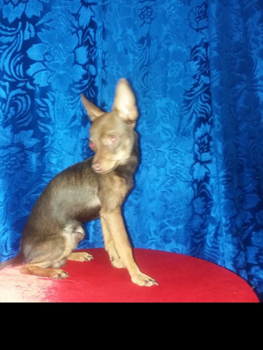 Ищем подругу для вязки