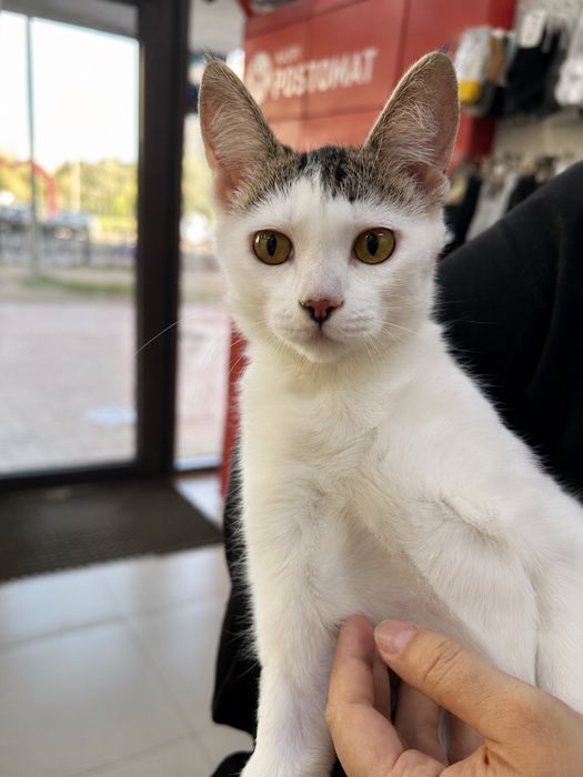 Котёнок 7 месяцев, девочка