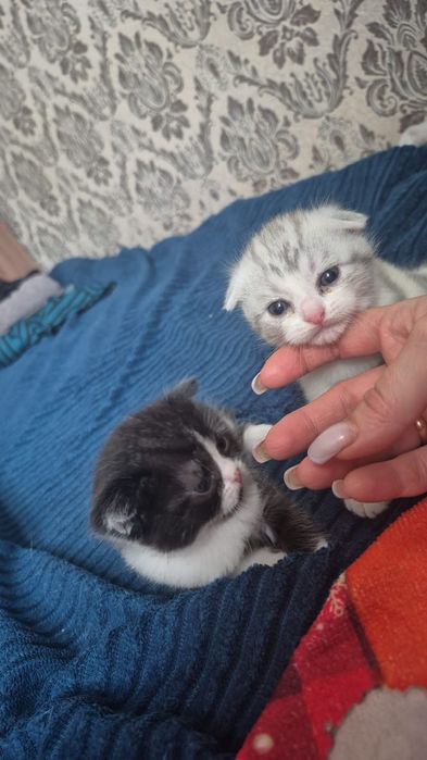 Фолд и Страйт.  Шотландцы.
