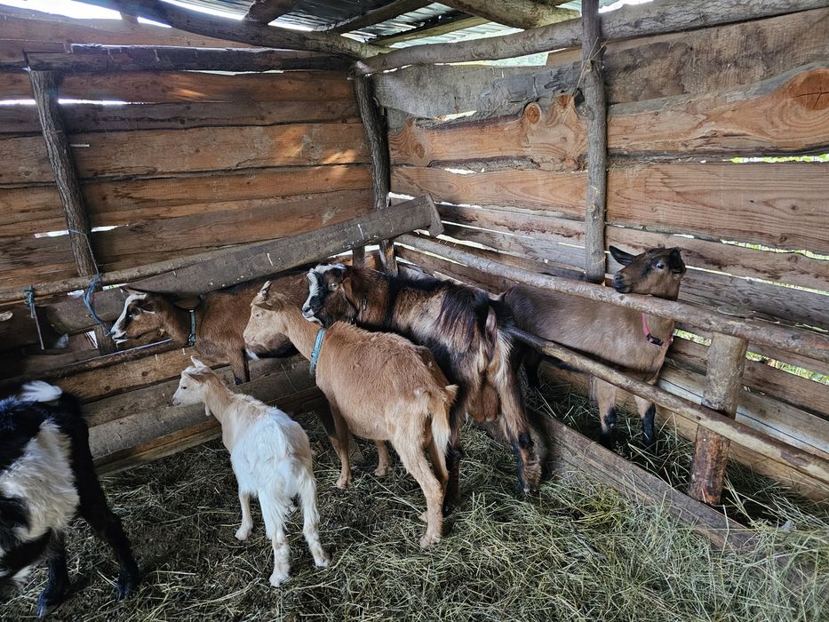Vand capra cea rosie de langa iada mica