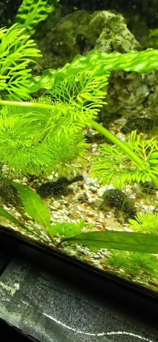 Анцитрус обикновен