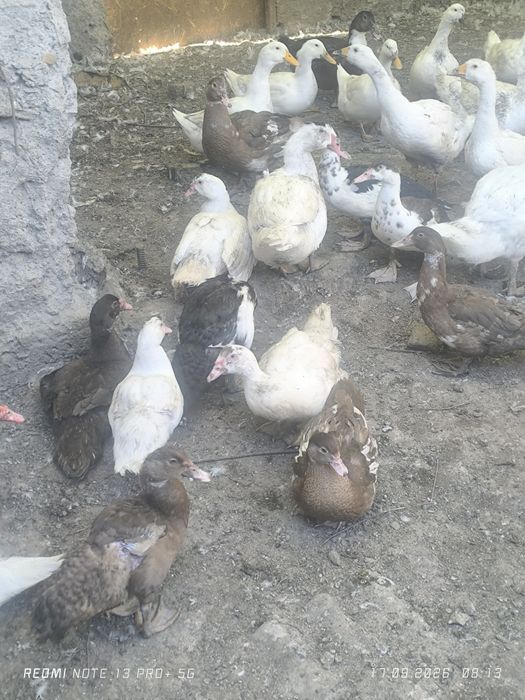 Продам индоуток.