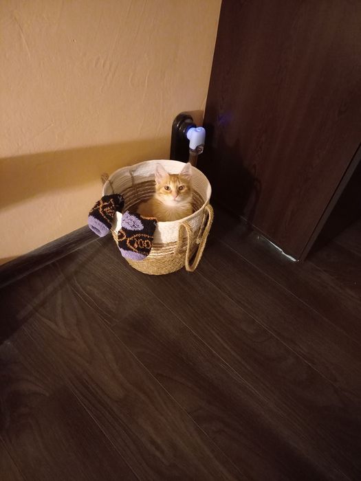 Коте Слънце търси дом