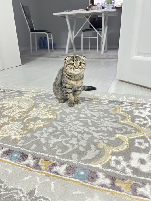 Марғау сатылады 3 айдан асты шотланка