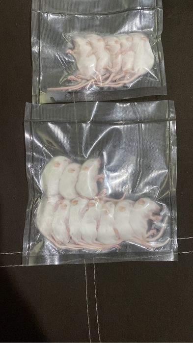 Кормовые мышки (корм)